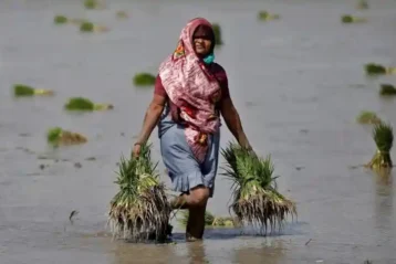 rice planting My News Bangladesh