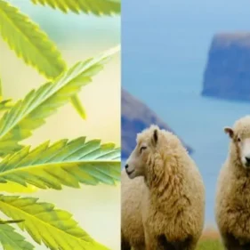 A flock of sheep Was Jumping After Eating 100 Kg Of Cannabis My News Bangldesh
